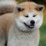 Akita Inu