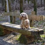 Amerikai Cocker Spániel