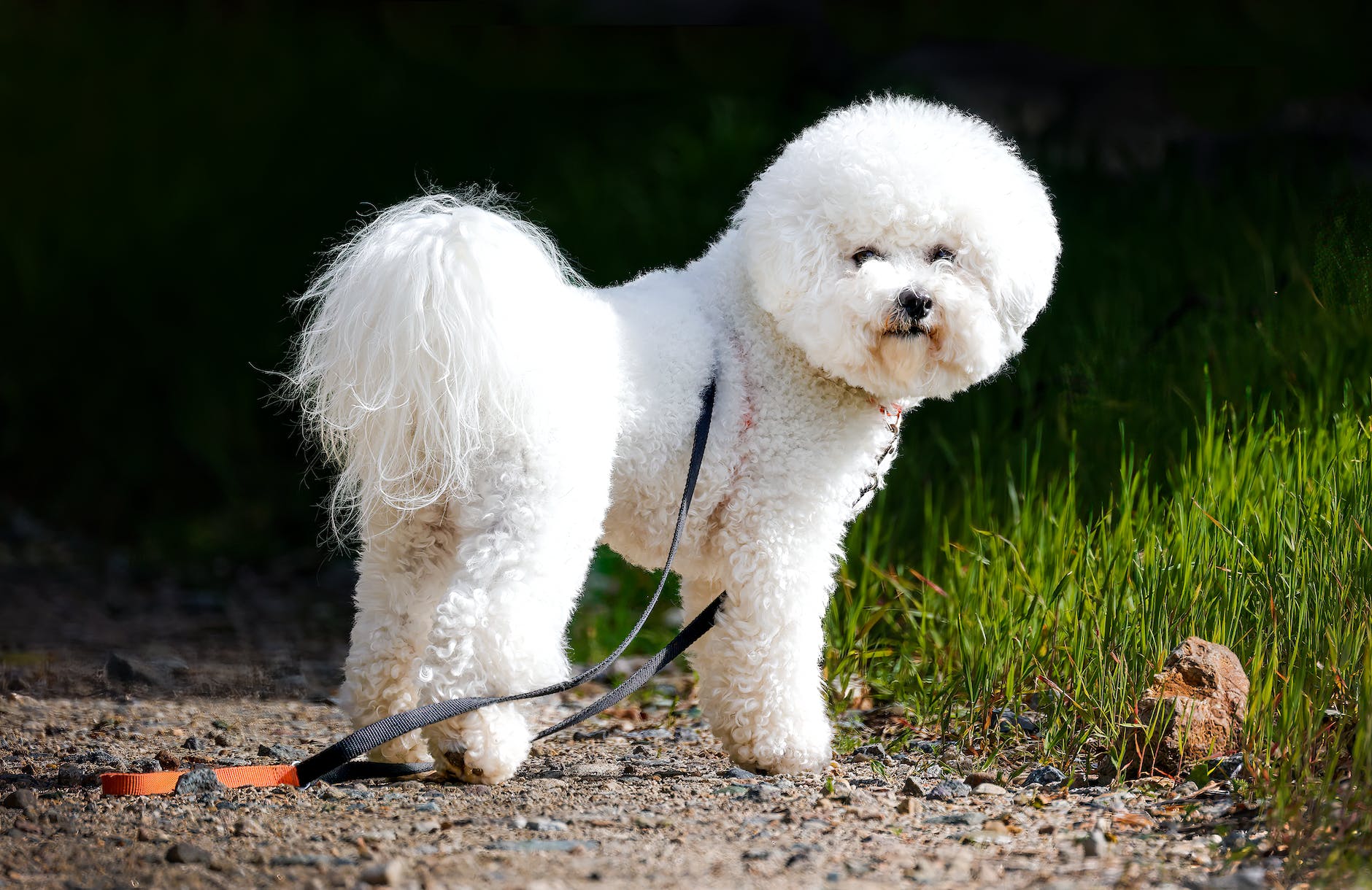 Bichon frisé
