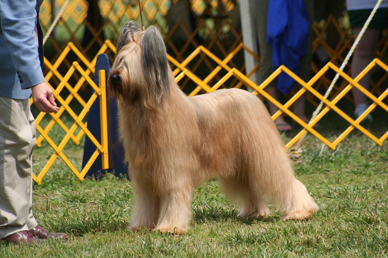 Briard