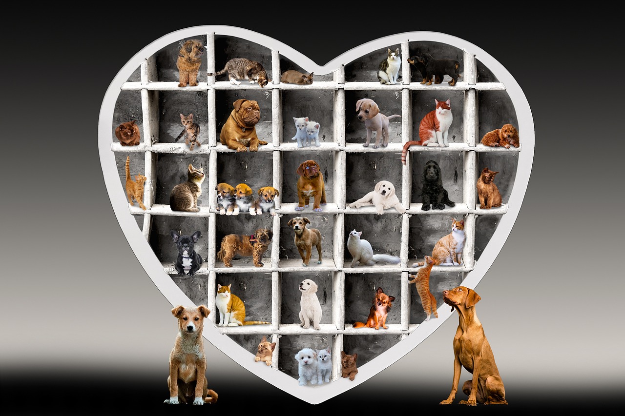 Első Kutyaválasztás: Tippek a Megfelelő Kutyafajta Kiválasztásához