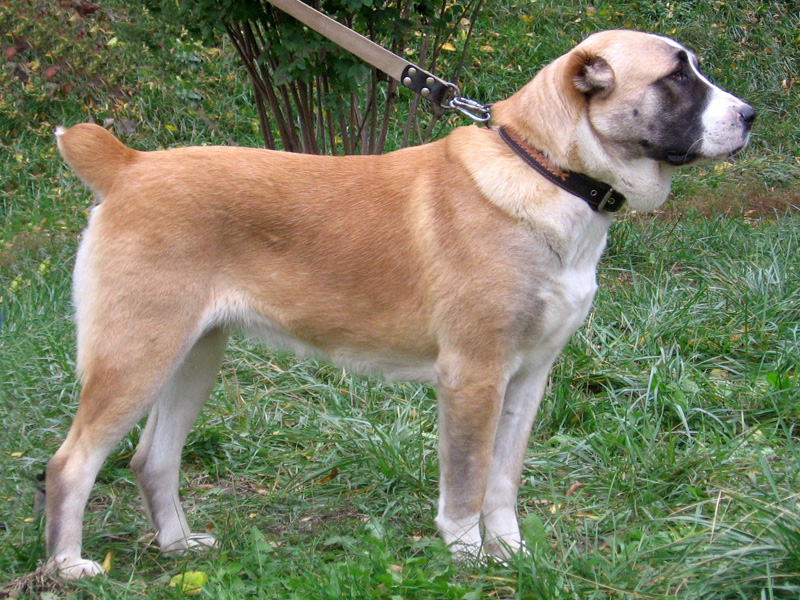 Közép ázsiai juhászkutya