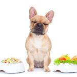 Mindent, Amit Tudni Kell Az Optimális Kutyaetetésről