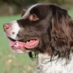 Münsterlandi vizsla