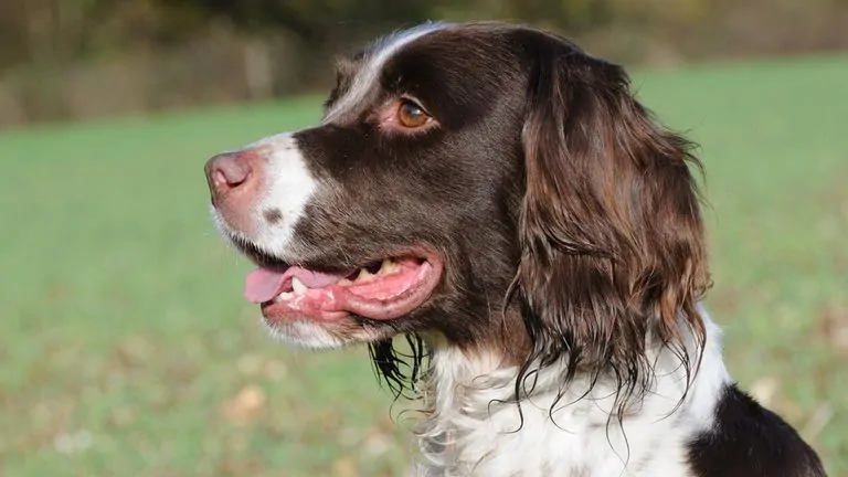 Münsterlandi vizsla