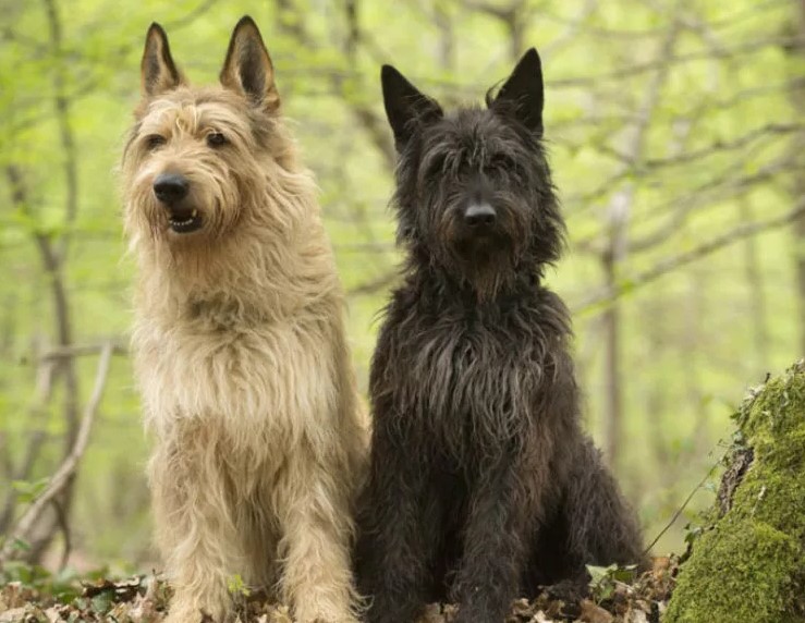 Pikárdiai juhászkutya