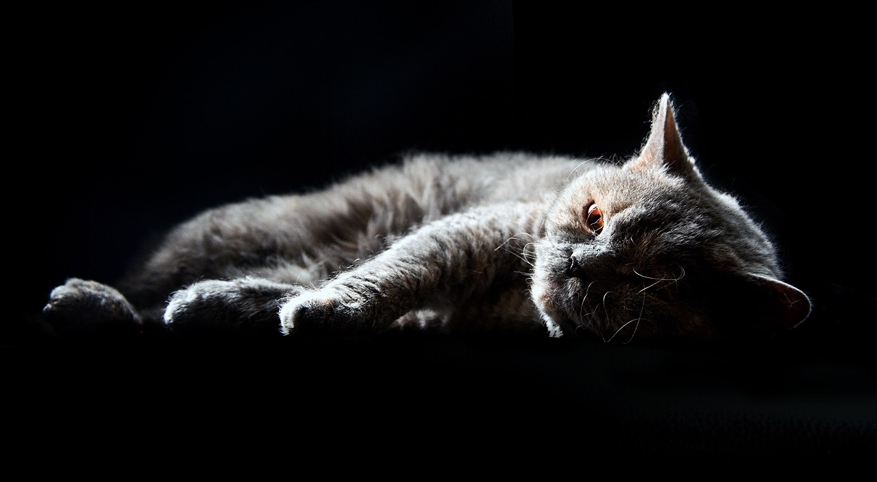 Selkirk Rex