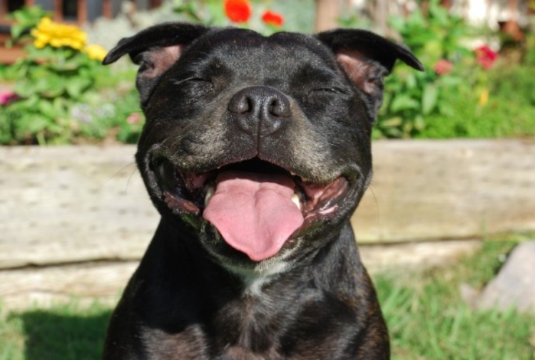 Staffordshire Bullterrier