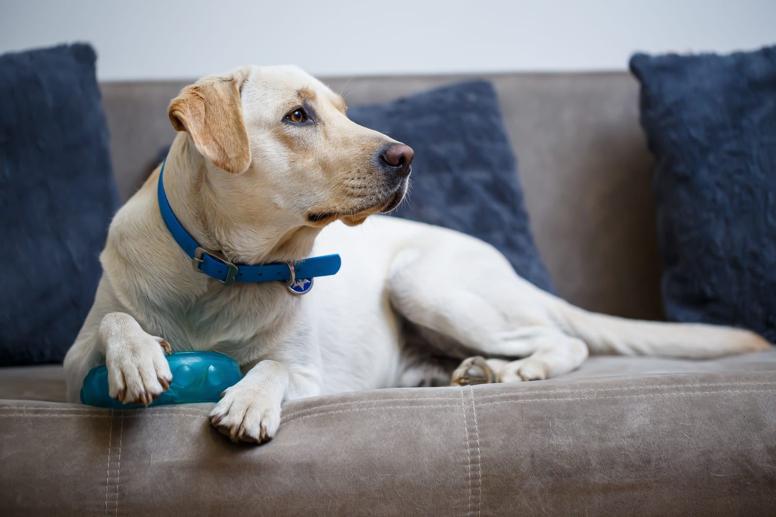 kutyatartás a panel lakásban